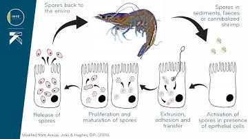An introduction to EHP