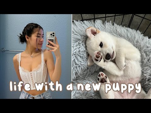 life with our puppy | bay area, birthdays, shiba inu + more!