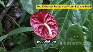Top 10 Rarest Plants You Won't Believe Exist!