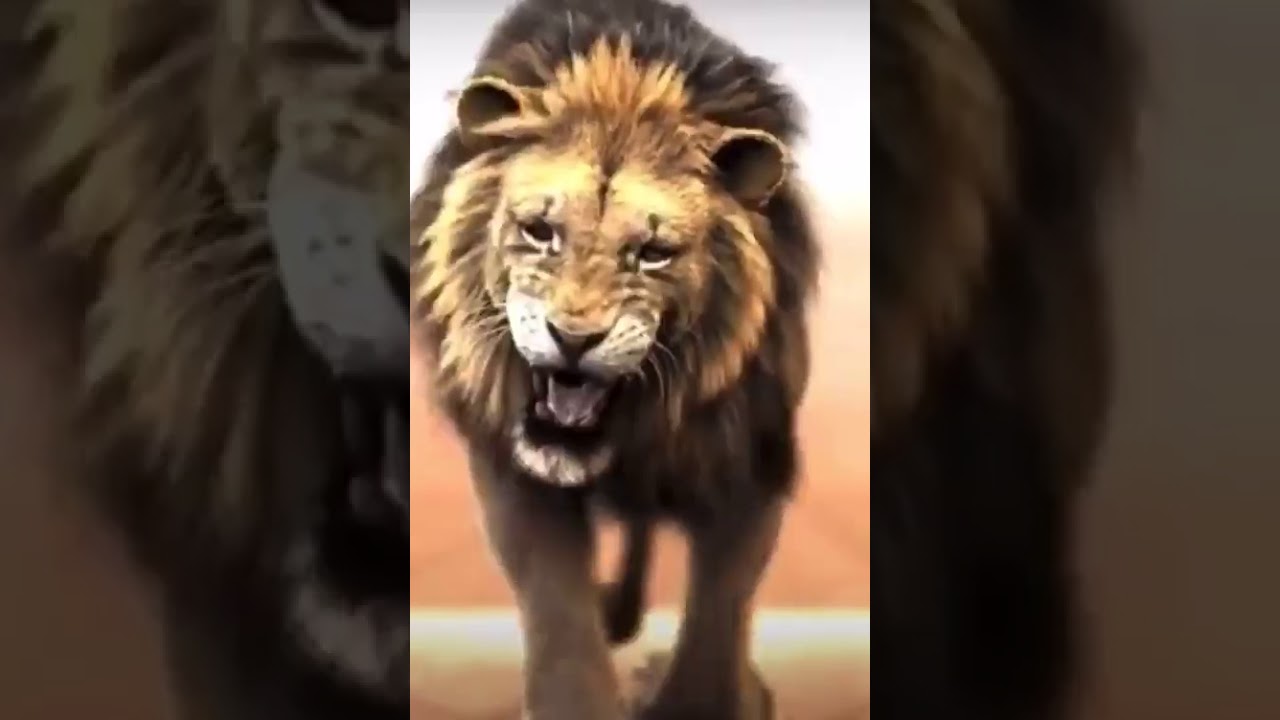 RELEASE THE LION IN YOU....🗣🗣🗣