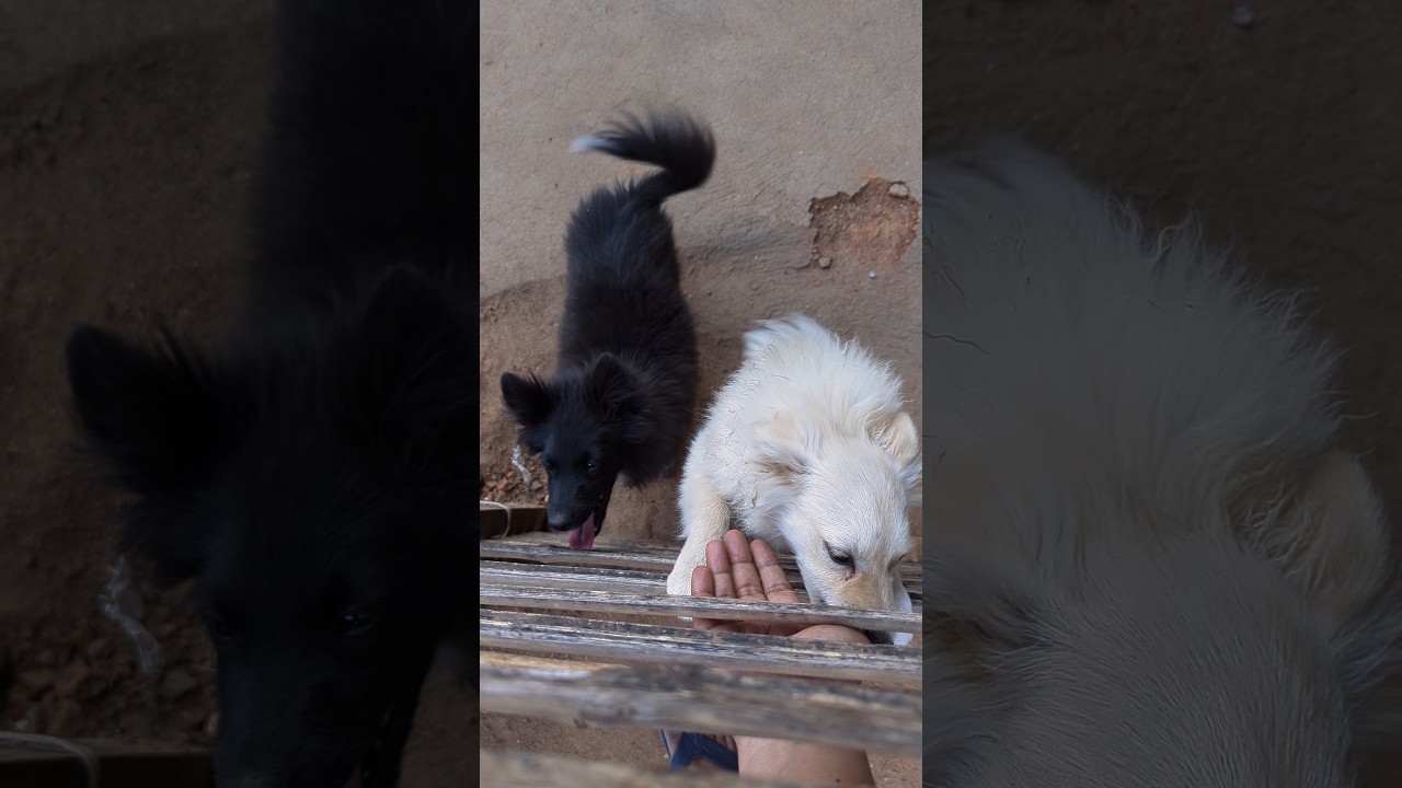 Pure Puppy Joy! Spitz Puppies Overjoyed to See Me! 🐾 