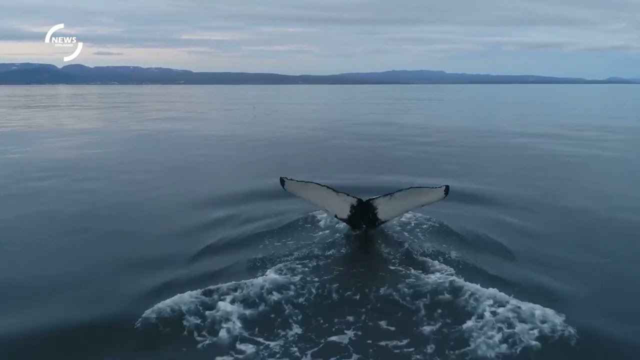 Understanding Baleen Whales: The Gentle Giants of the Ocean