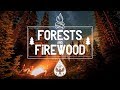 Forests & Firewood 🔥 - An Indie/Folk/Pop Campfire Playlist 🏕️