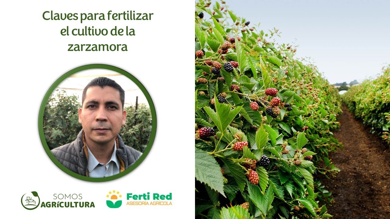 Claves para fertilizar el cultivo de la zarzamora YouTube