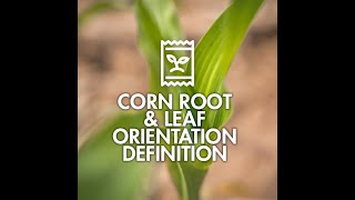 Corn Root & Leaf Orientation Definition