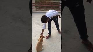 Dog ko sit command kaise sikhayen 👍#viral #pets #funny #comedy #shorts