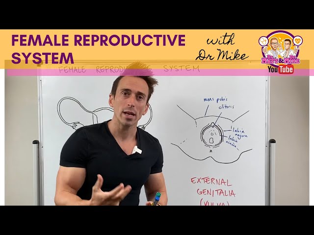 Female Reproductive System class=