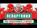 ПЕЛАРГОНИИ как подготовить к весне? Бегония результата зимовки в подвале