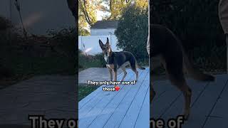 Don’t do it💔❤️#gsds #funnydogvideos #heart #dogshorts #shorts #dogdad #dogmom #dog #doglife