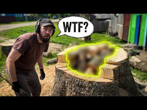 We Opened This Stump and FOUND THIS!