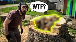 We Opened This Stump and FOUND THIS!