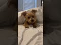 Sleepy puppy don’t want to get out of bed #yorkie #puppy