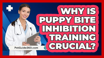 Why Is Puppy Bite Inhibition Training Crucial? - PetGuide360.com