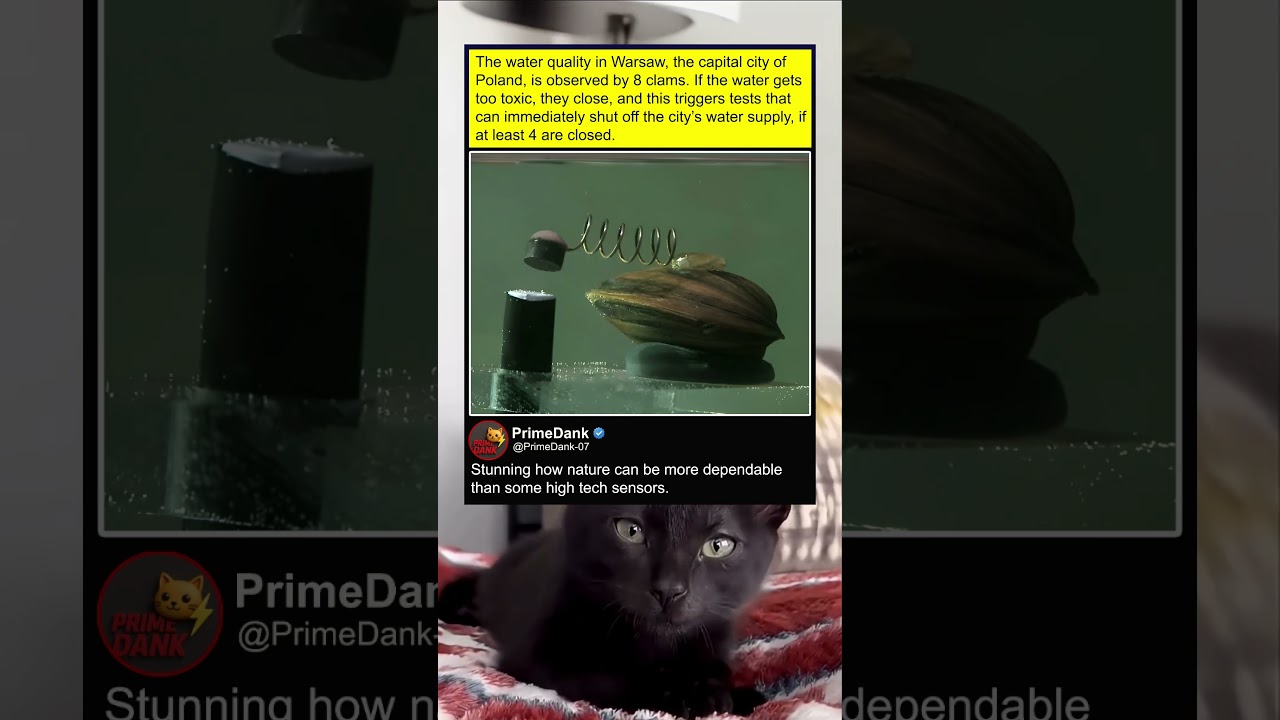 Clams are literally the frontline of water safety 🐚💧 