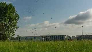 Intro Pigeonpixels 2 - Lossing-Liberation Ravenstein 2014