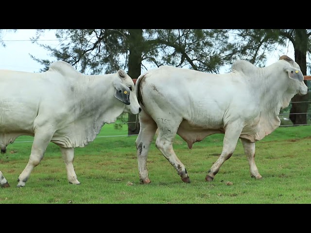 LOTE 27 - FZST 449   FZST 464