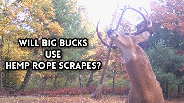 Will Big Bucks use Hemp Rope Scrapes?