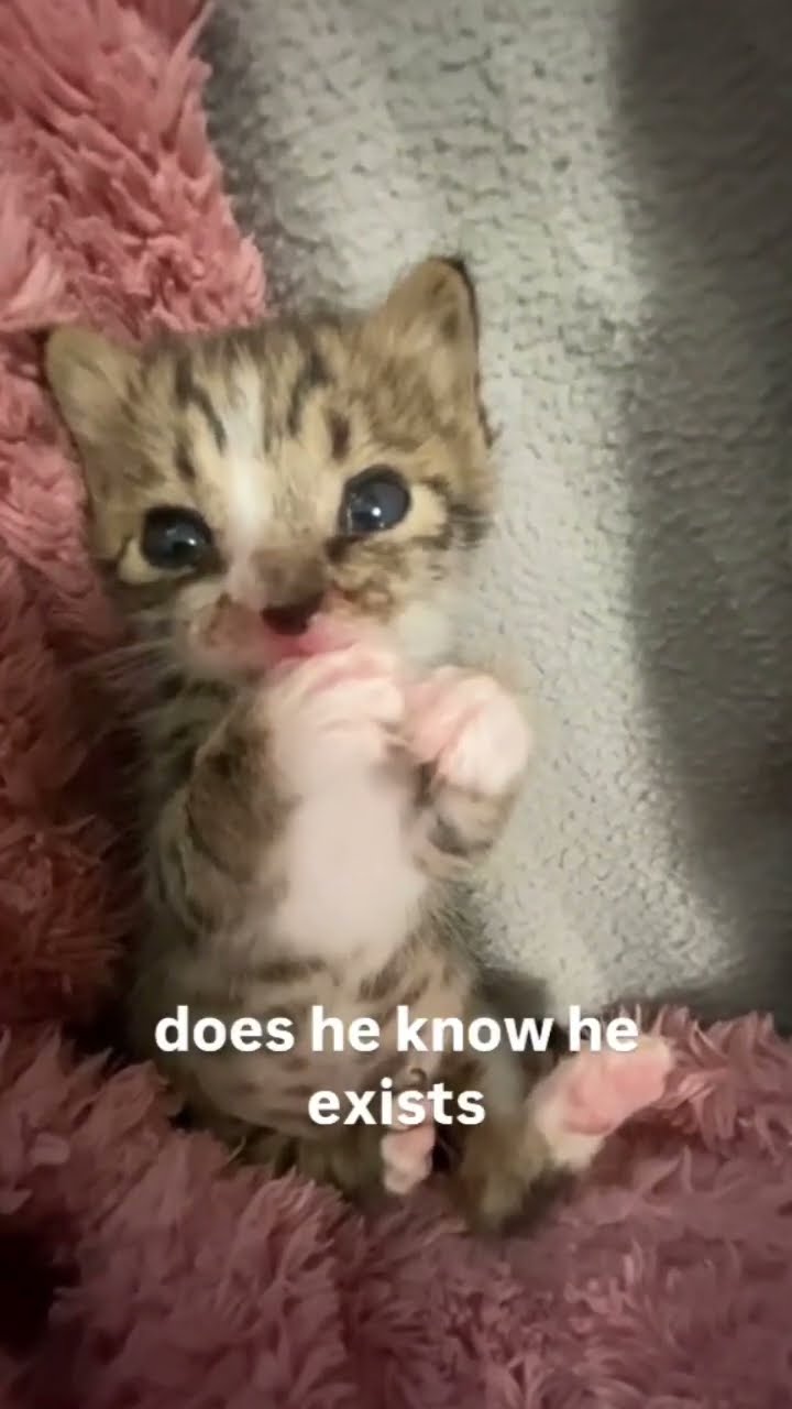 Kittyo questioning life bro got that my skin on