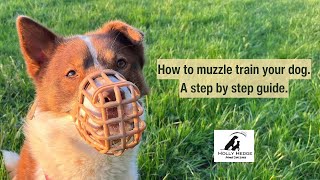 How to muzzle train your dog