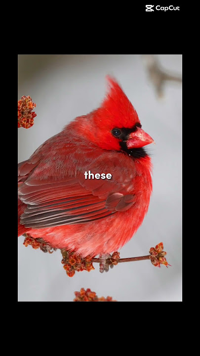 my family always said that a cardinal was a loved one who passed #shorts