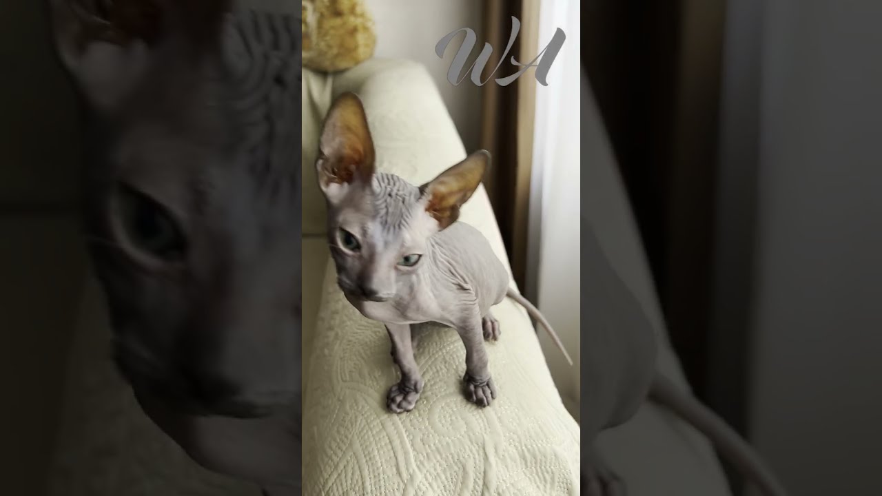 NAKED CATS Funny sphinx - alien creature      😻