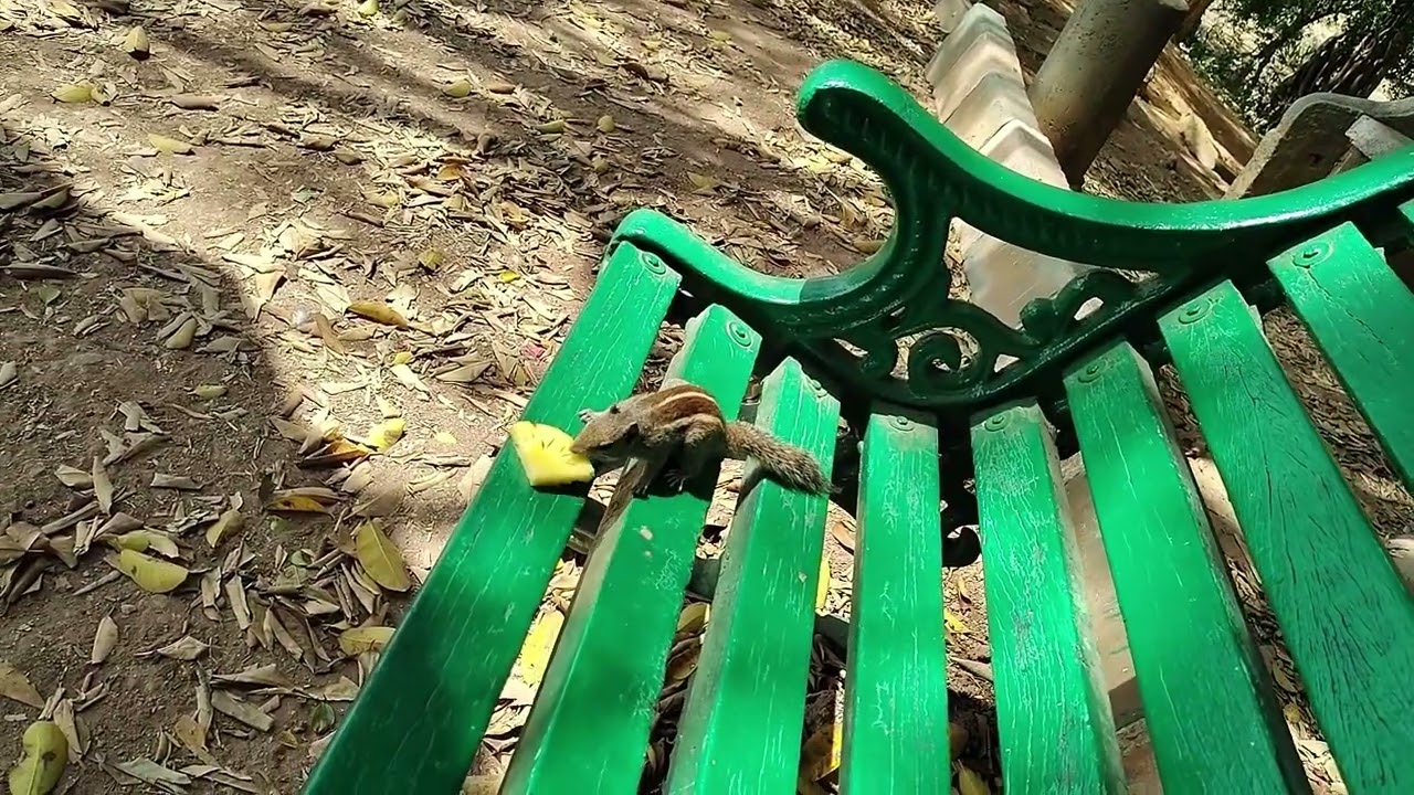 Cutest Squirrel Moment Ever! 🥜🐿️