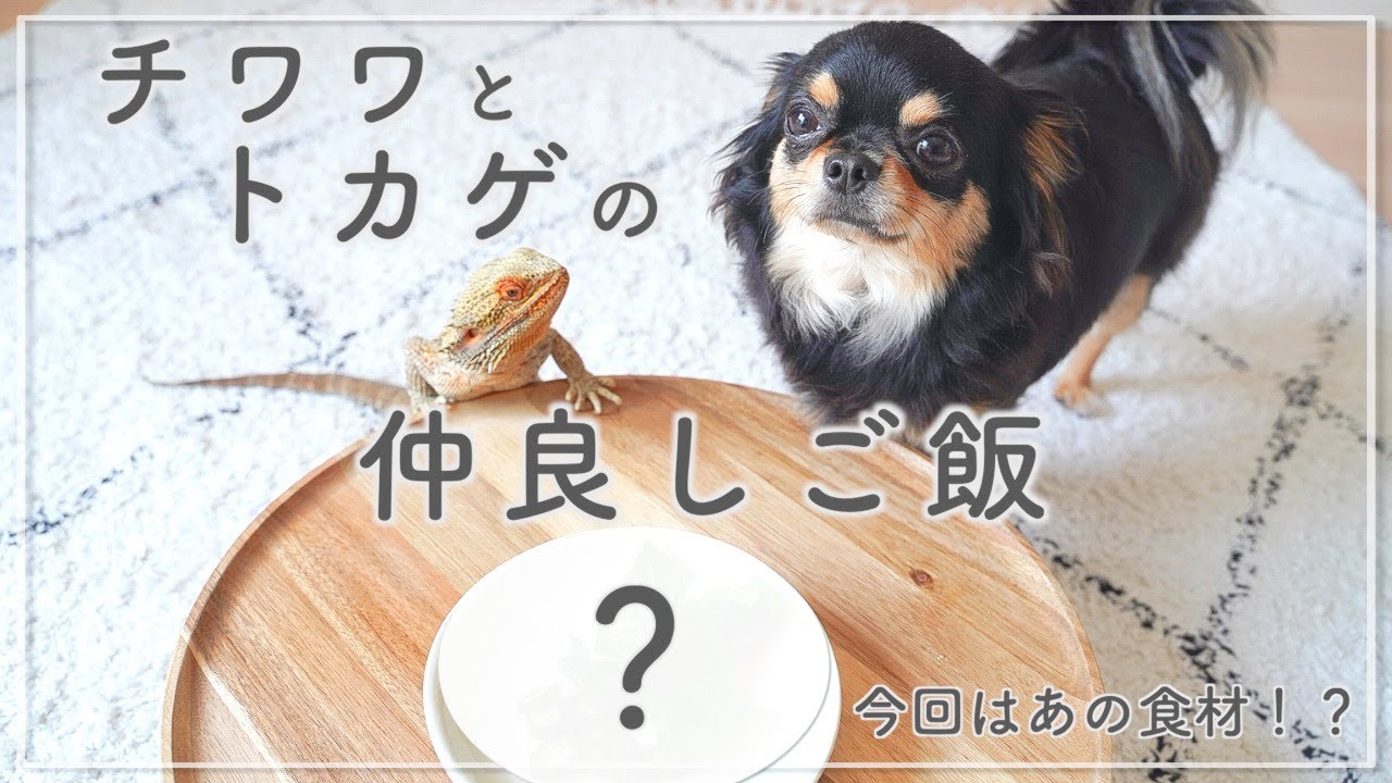 癒し チワワとトカゲが仲良くご飯を食べる姿が可愛すぎる 犬とフトアゴの日常 Youtube