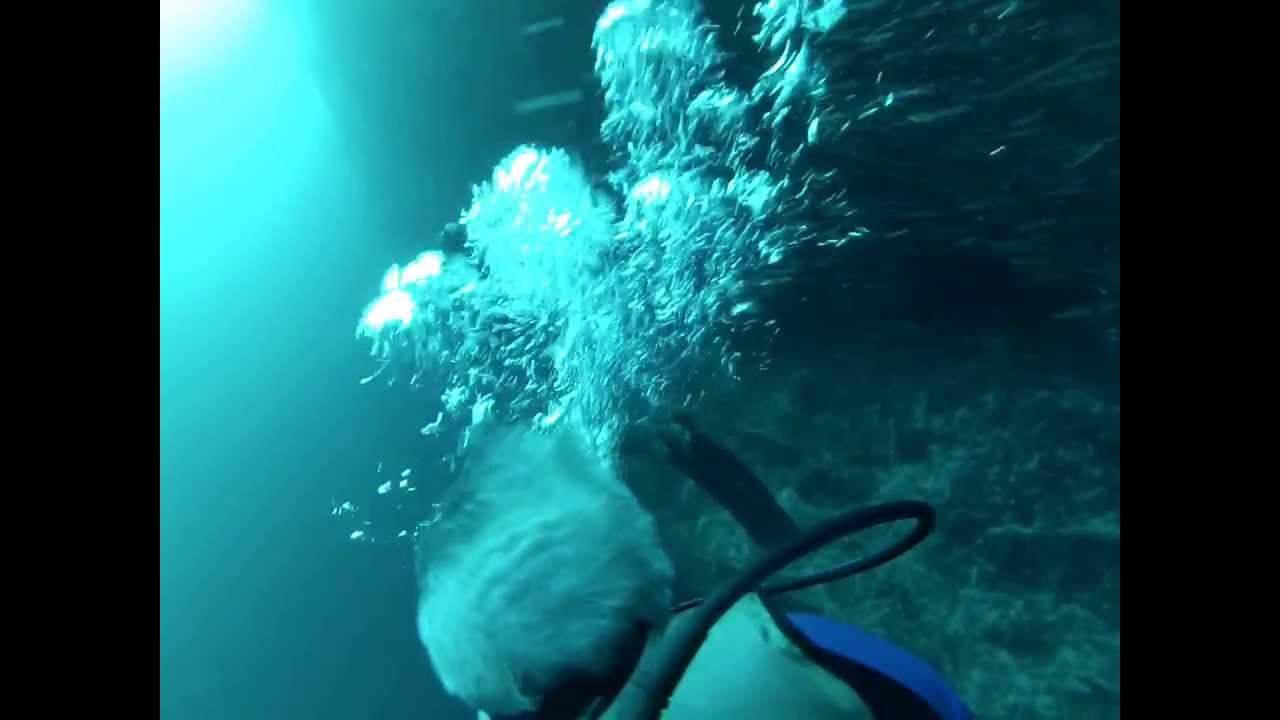 Buceando en el Blue Hole, Belice