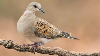 European Turtle Dove قمری معمولی