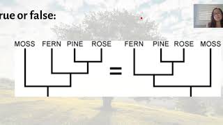 Phlylogenetic Trees Part 2