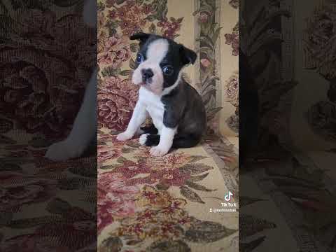 щенок бостон терьера Питомник Точно в цель г.Казань #бостонтерьер #собака #щенок
