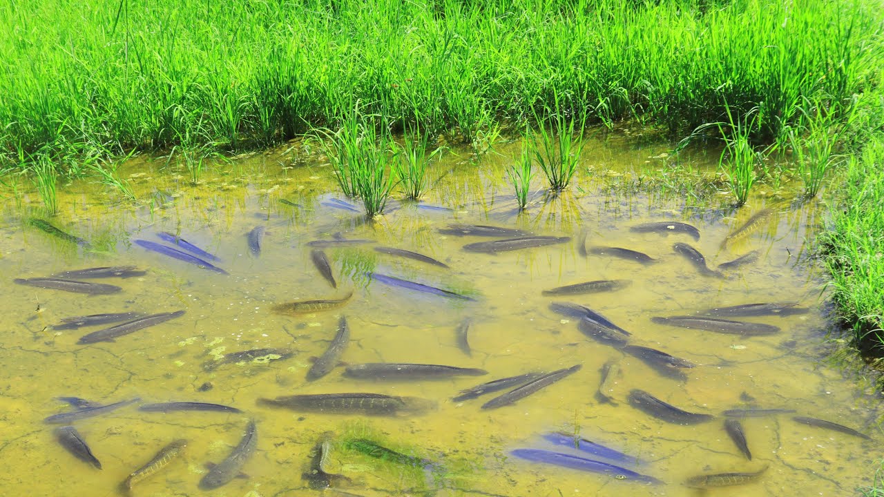 Fish Coming While Raining Amazing Day Catching A lot Snake Cat Fish After Raining Fishes Raining ...