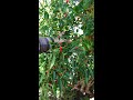 🌶️ Chile pajarito 𝐶𝑎𝑝𝑠𝑖𝑐𝑢𝑚 𝑎𝑛𝑛𝑢𝑢𝑚 𝑣𝑎𝑟. 𝑎𝑣𝑖𝑐𝑢𝑙𝑎𝑟𝑒 #frutas #campo #rancho #chile #agricultura #plantas