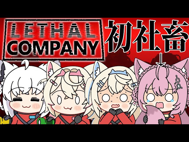 【 Lethal Company 】初出勤！御社のイヌになります！！！・・・待ってこれホラゲーなの・・・？ #ワンダフルカンパニー 【博衣こより視点/ホロライブ】のサムネイル