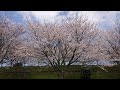 華になれ