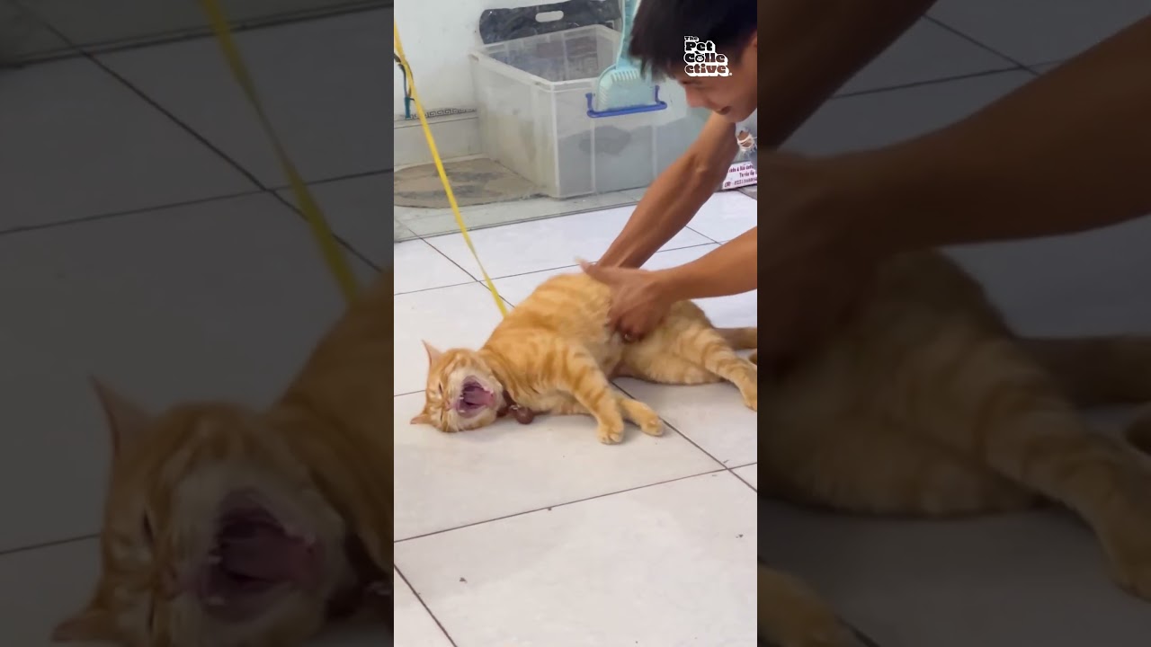 Hilariously Tired Cat Can't Stand!