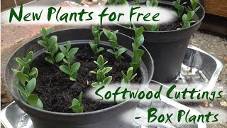 New Plants for Free - Softwood Cuttings from Box Plants