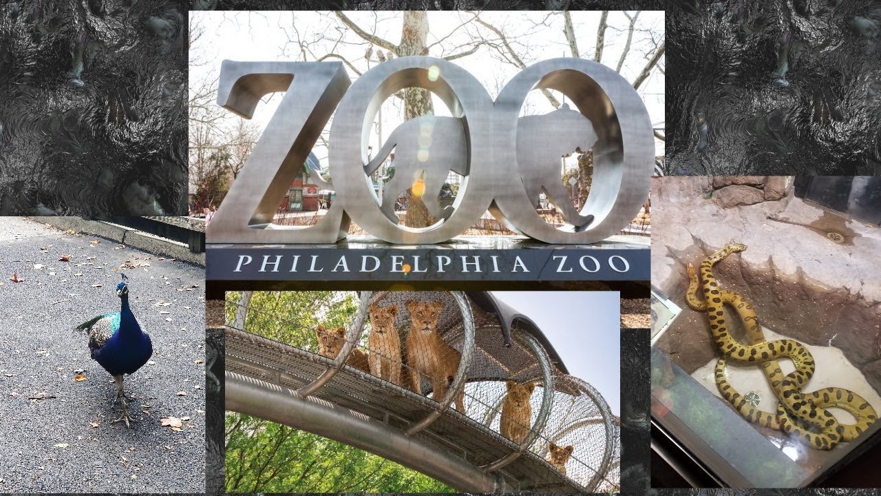 PHILADELPHIA ZOO 🦁🐎🐯جولة في حديقة حيوان فيلادلفيا (الولايات المتحدة