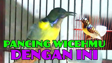 Kolibri Kelapa/Wiceh/Manggar Gacor Cocok Buat Pancingan Wicehmu biar Ikut Ngoceh