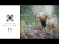 Incredible Lion Fight - Londolozi TV