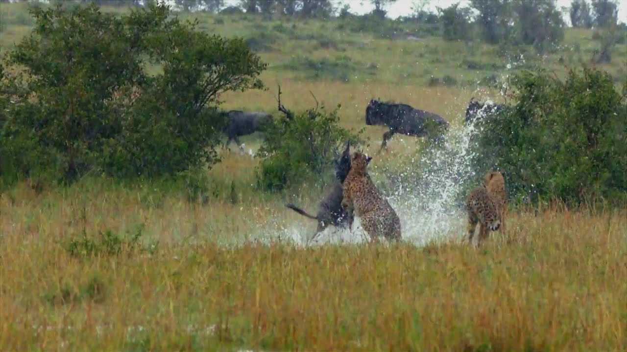 Krokodile beißen sich Zebras entgegen, die den Mara-Fluss auf einer Safari in Kenia überqueren