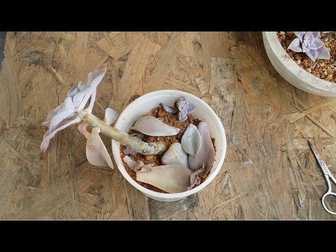 || FIXING A STEM DAMAGED SUCCULENT ||