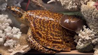My seashell collection with mini reef cabinet’ |4K RESOLUTION |