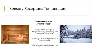 Sensation of Pain and Temperature