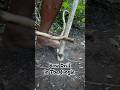 Bow drill fire craft #primitivefirelighting #bushcraft