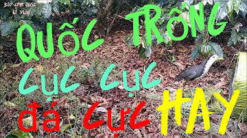 Quốc trống về cục cục đá cực hay... từ đầu đến cuối video nhé các bạn...