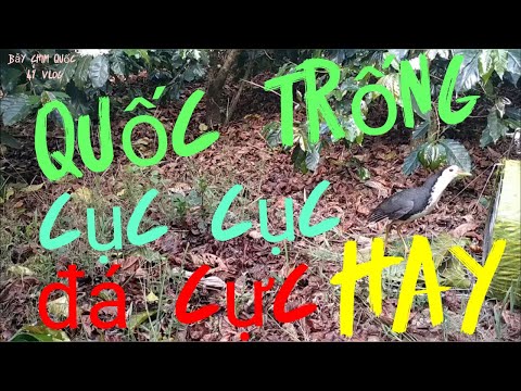 Quốc Trống Về Cục Cục đá Cực Hay Từ đầu đến Cuối Video Nhé Các Bạn