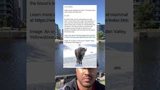 Bison fur is so thick that snow landing on them does not melt from body heat #NatureFacts