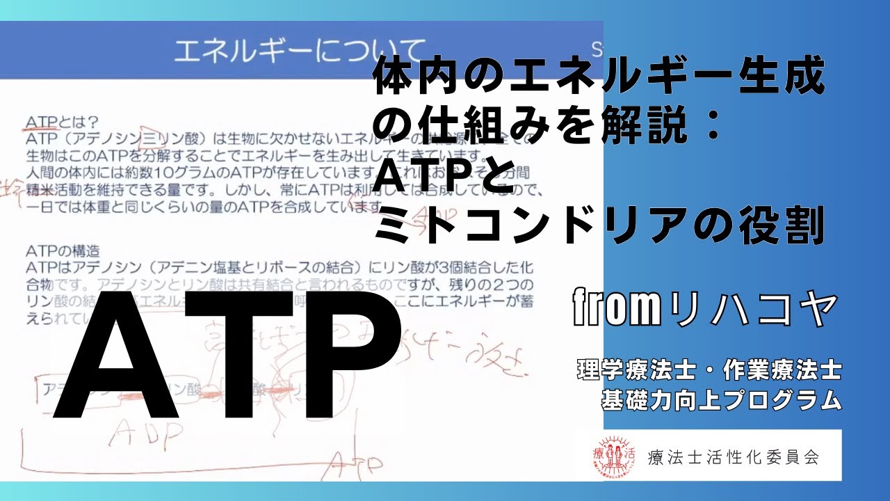 体内のエネルギー生成の仕組みを解説：ATPとミトコンドリアの役 fromリハコヤ　20221223