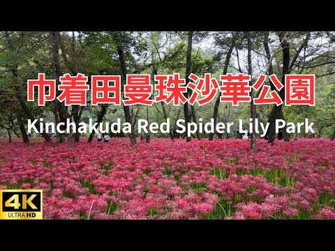 [満開]埼玉県日高市　巾着田曼珠沙華公園の彼岸花